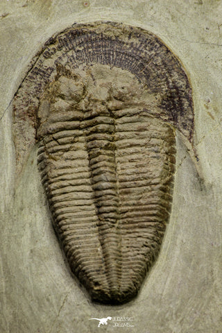 21049 - Top Rare Harpides sp Lower Ordovician Trilobite Fezouata Fm