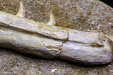 07033 - Finest Grade Halisaurus arambourgi (Mosasaur) Partial Left Hemi-Jaw in Matrix Cretaceous