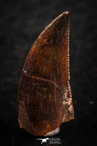 07070 - Nicely Preserved Dark 0.75 Inch Abelisaur Dinosaur Tooth Cretaceous KemKem Beds