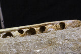 07033 - Finest Grade Halisaurus arambourgi (Mosasaur) Partial Left Hemi-Jaw in Matrix Cretaceous