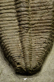 21049 - Top Rare Harpides sp Lower Ordovician Trilobite Fezouata Fm