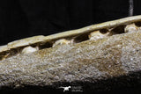 07033 - Finest Grade Halisaurus arambourgi (Mosasaur) Partial Left Hemi-Jaw in Matrix Cretaceous