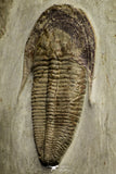 21049 - Top Rare Harpides sp Lower Ordovician Trilobite Fezouata Fm