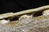 07033 - Finest Grade Halisaurus arambourgi (Mosasaur) Partial Left Hemi-Jaw in Matrix Cretaceous