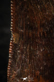 07070 - Nicely Preserved Dark 0.75 Inch Abelisaur Dinosaur Tooth Cretaceous KemKem Beds
