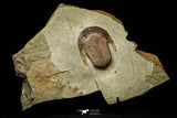 21050 - Top Rare Harpides sp Lower Ordovician Trilobite Fezouata Fm