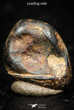 05296 - Taza (NWA 859) Iron Ungrouped Plessitic Octahedrite Meteorite 1.4g ORIENTED