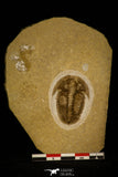 30053 - Top Rare Proasaphiscus rigidus Upper Cambrian Trilobite Russia