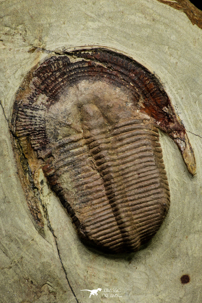 21050 - Top Rare Harpides sp Lower Ordovician Trilobite Fezouata Fm