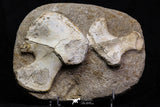 07034 - Finest Grade Unidentified Mosasaur Humerus and Radius Limb Bones in Matrix Cretaceous