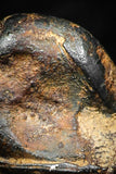 05296 - Taza (NWA 859) Iron Ungrouped Plessitic Octahedrite Meteorite 1.4g ORIENTED