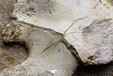 07034 - Finest Grade Unidentified Mosasaur Humerus and Radius Limb Bones in Matrix Cretaceous