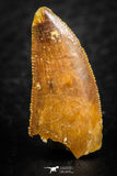 07071 - Finest Quality 0.83 Inch Abelisaur Dinosaur Tooth Cretaceous KemKem Beds