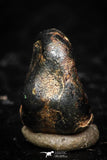 05296 - Taza (NWA 859) Iron Ungrouped Plessitic Octahedrite Meteorite 1.4g ORIENTED
