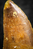 07071 - Finest Quality 0.83 Inch Abelisaur Dinosaur Tooth Cretaceous KemKem Beds