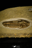 30053 - Top Rare Proasaphiscus rigidus Upper Cambrian Trilobite Russia