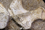 07034 - Finest Grade Unidentified Mosasaur Humerus and Radius Limb Bones in Matrix Cretaceous