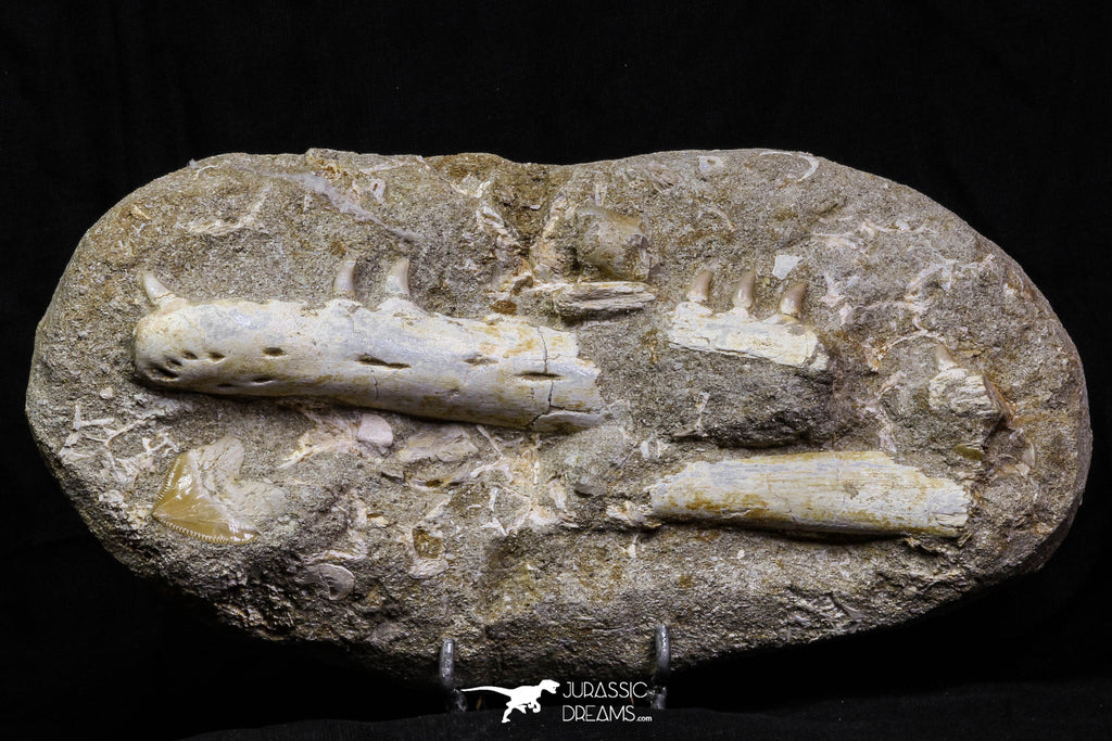 07035 - Great Halisaurus arambourgi (Mosasaur) Partial Left Hemi-Jaw + Squalicorax Shark Tooth in Matrix Cretaceous