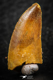 07071 - Finest Quality 0.83 Inch Abelisaur Dinosaur Tooth Cretaceous KemKem Beds