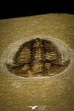 30053 - Top Rare Proasaphiscus rigidus Upper Cambrian Trilobite Russia
