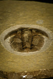 30053 - Top Rare Proasaphiscus rigidus Upper Cambrian Trilobite Russia