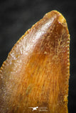 07071 - Finest Quality 0.83 Inch Abelisaur Dinosaur Tooth Cretaceous KemKem Beds