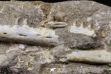 07035 - Great Halisaurus arambourgi (Mosasaur) Partial Left Hemi-Jaw + Squalicorax Shark Tooth in Matrix Cretaceous