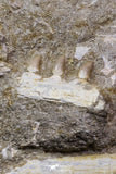 07035 - Great Halisaurus arambourgi (Mosasaur) Partial Left Hemi-Jaw + Squalicorax Shark Tooth in Matrix Cretaceous