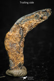 05297 - Taza (NWA 859) Iron Ungrouped Plessitic Octahedrite Meteorite 0.6g ORIENTED