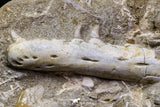 07035 - Great Halisaurus arambourgi (Mosasaur) Partial Left Hemi-Jaw + Squalicorax Shark Tooth in Matrix Cretaceous