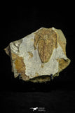 21051 - Top Rare Harpides sp Lower Ordovician Trilobite Fezouata Fm