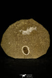30054 - Top Rare Semicyclocephalus flexilis Upper Cambrian Trilobite Russia