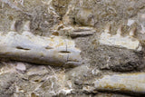 07035 - Great Halisaurus arambourgi (Mosasaur) Partial Left Hemi-Jaw + Squalicorax Shark Tooth in Matrix Cretaceous