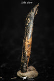 05297 - Taza (NWA 859) Iron Ungrouped Plessitic Octahedrite Meteorite 0.6g ORIENTED