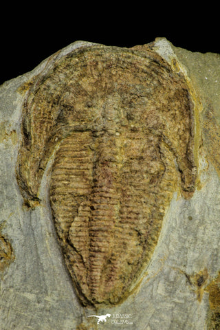 21051 - Top Rare Harpides sp Lower Ordovician Trilobite Fezouata Fm