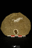 30054 - Top Rare Semicyclocephalus flexilis Upper Cambrian Trilobite Russia