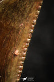 07072 - Collector Grade 0.64 Inch Abelisaur Dinosaur Tooth Cretaceous KemKem Beds