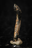 05297 - Taza (NWA 859) Iron Ungrouped Plessitic Octahedrite Meteorite 0.6g ORIENTED