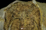 21051 - Top Rare Harpides sp Lower Ordovician Trilobite Fezouata Fm