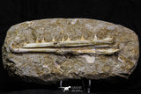 07036 - Great Halisaurus arambourgi (Mosasaur) Partial Right Hemi-Jaw in Matrix Cretaceous