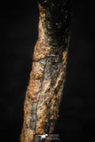 05297 - Taza (NWA 859) Iron Ungrouped Plessitic Octahedrite Meteorite 0.6g ORIENTED