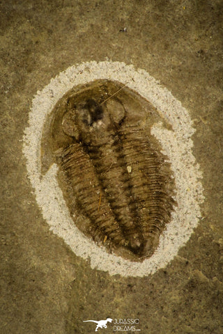 30054 - Top Rare Semicyclocephalus flexilis Upper Cambrian Trilobite Russia