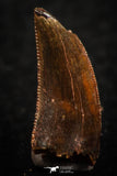 07072 - Collector Grade 0.64 Inch Abelisaur Dinosaur Tooth Cretaceous KemKem Beds
