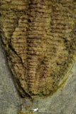 21051 - Top Rare Harpides sp Lower Ordovician Trilobite Fezouata Fm