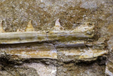 07036 - Great Halisaurus arambourgi (Mosasaur) Partial Right Hemi-Jaw in Matrix Cretaceous