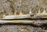 07036 - Great Halisaurus arambourgi (Mosasaur) Partial Right Hemi-Jaw in Matrix Cretaceous