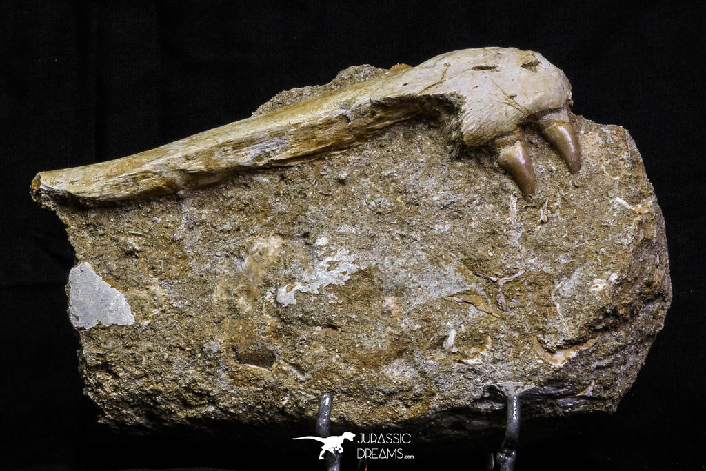 07037 - Top Grade Halisaurus arambourgi (Mosasaur) Premaxillary Nose Bone in Matrix Cretaceous