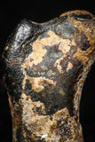 05298 - Taza (NWA 859) Iron Ungrouped Plessitic Octahedrite Meteorite 1.6g