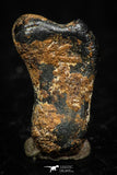 05298 - Taza (NWA 859) Iron Ungrouped Plessitic Octahedrite Meteorite 1.6g