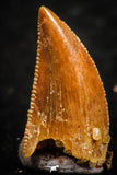 07073 - Finest Quality 0.46 Inch Abelisaur Dinosaur Tooth Cretaceous KemKem Beds